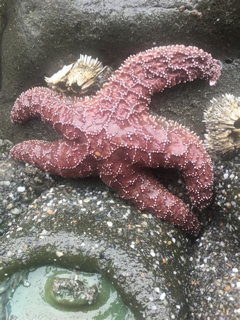 Ochre Sea Star From North Pacific Ocean Ca Us On July 17 2022 At 10