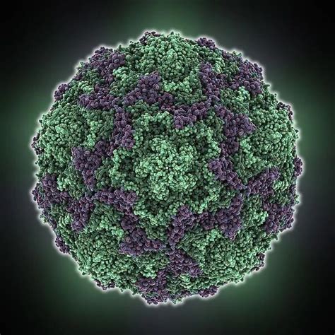 Echovirus 7 Capsid Molecular Model Echoviruses Are 9215053