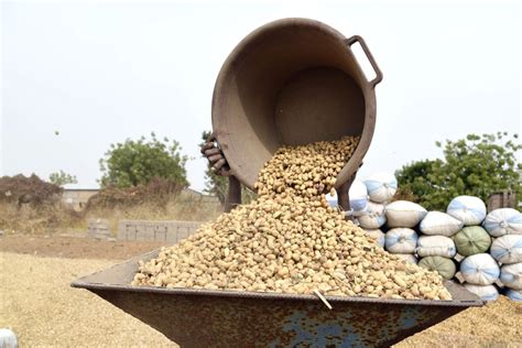 Sénégal 250000 Tonnes De Graines Darachide Non Décortiquées