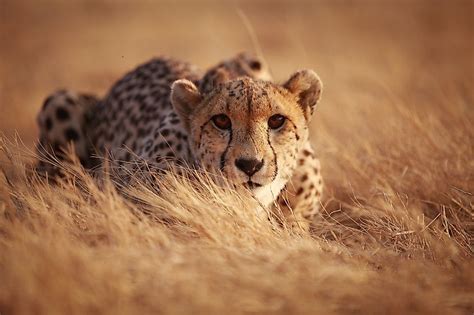 Are Cheetahs Endangered Worldatlas