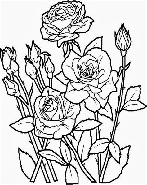 Sketsa Mewarnai Bunga Mawar Untuk Anak Dunia Putra Putri