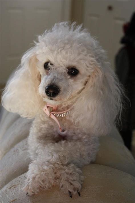 Posed Perfectly This Pretty Poodle Pretty Poodles Cute Cats And