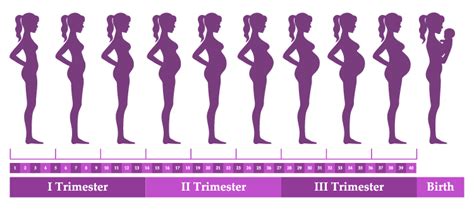 Baby 4 Monat Schwangerschaft 4 6 Monat In Der Schwangerschaft
