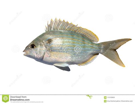 The Pinfish Lagodon Rhomboides Is A Saltwater Fish Of The Spa Stock