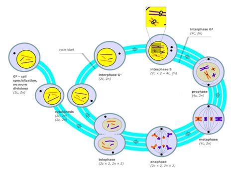 Introduction To The Cell Cycle Biology For Majors I