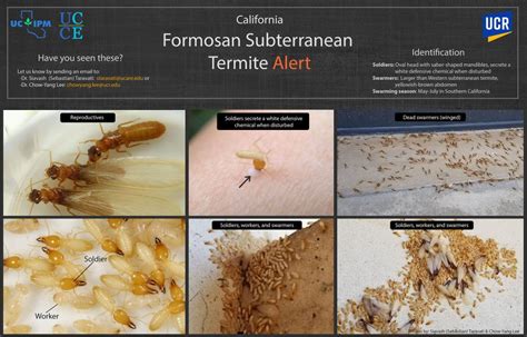 Formosan Termites In California Urban Ipm Socal