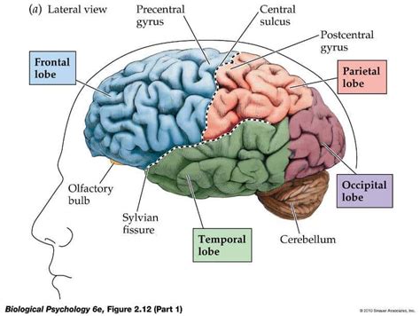 Bagian Otak Manusia Pengertian Fungsi Struktur Cara Menjaga