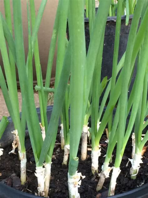 How To Grow Green Onions 3 Ways To Grow Green Onions Plant Instructions