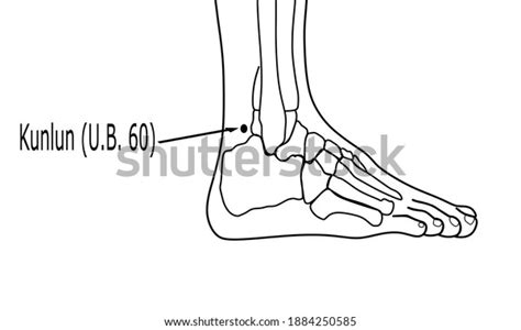 Acupuncture Point Urinary Bladder 60 Ub Stock Vector Royalty Free