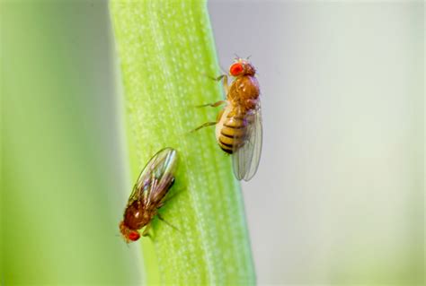 Infertility Poses ‘major Threat To Biodiversity During Climate Change