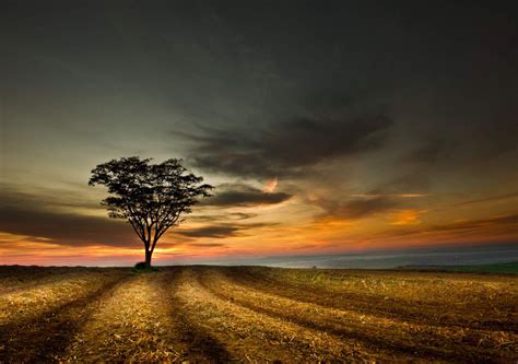 Desktop Wallpaper Empty Field Lonely Tree Sunset Hd Image Picture