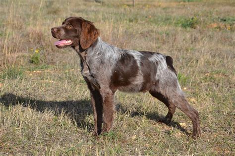 The epagneul breton (eb), a close working bird dog, calm yet energetic, with a fantastic nose and uncanny bird sense. Chien - Elevage d'Epagneul Breton - DES PLAINES DE SEPTIMANIE