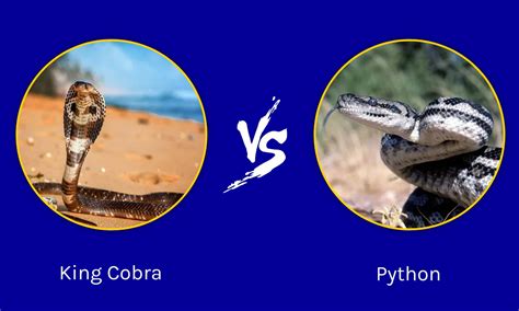 King Cobra Vs Python 5 Key Differences Az Animals