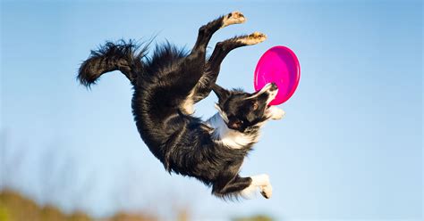 Dog Frisbee Competition High Flying Disc Dogs Canine Sports