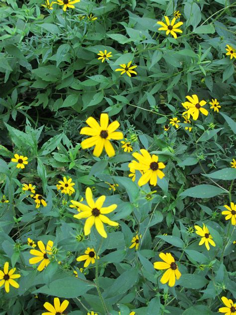 Rudbeckia Tribola The Friesner Herbarium