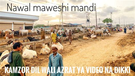 Karachi Nawal Maweshi Mandi Kamzor Dil Wali Azrat Ya Videos Na 🐪🐑3jun