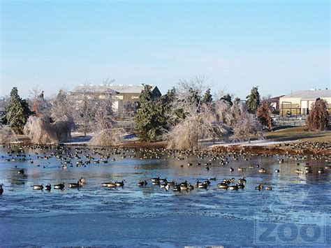How to keep blackbirds away from a yard. The frozen ponds don't keep the geese away! Rolling Hills ...