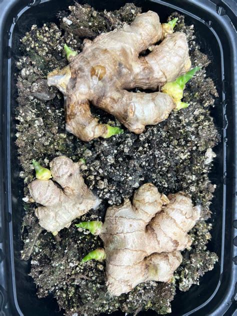 How To Grow Harvest Preserve Ginger Indoors Easy Steps