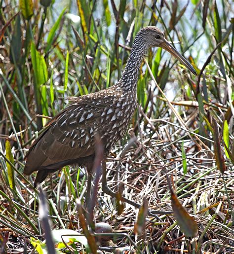 Pictures And Information On Limpkin