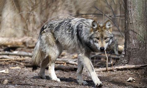 Mexican Wolf Focusing On Wildlife