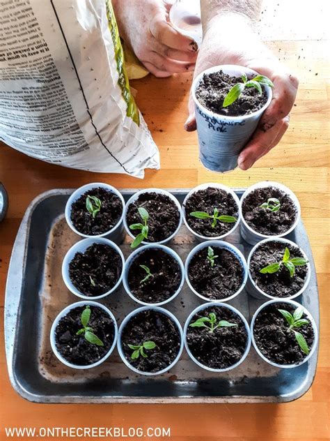 Transplanting Tomatoes Into Cups Tomato Seedlings Tomato Seed