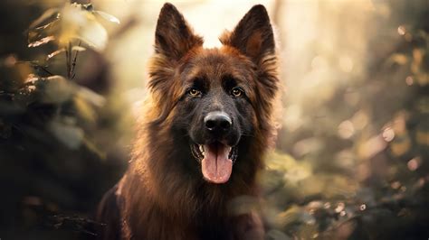 German Shepherd Dog With Tongue Out In Blur Bokeh Background Hd Dog