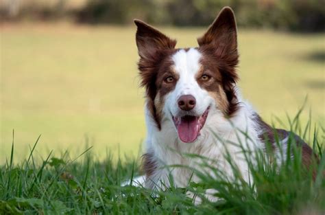 Red Merle Border Collie Meet The Rare Beauty