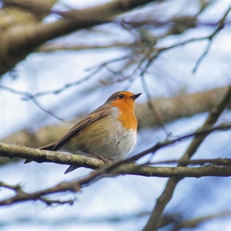 Lovely Robin In The Garden Today He Spends Most Of The Day And Some Of