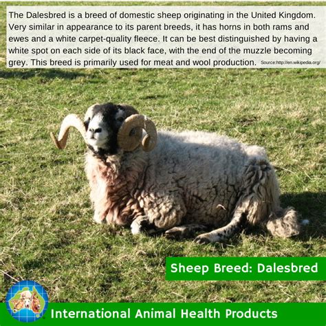 The Dalesbred Is A Breed Of Domestic Sheep Originating In The United