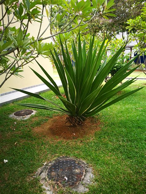 This Plant Looks Like An Extremely Overgrown Pineapple