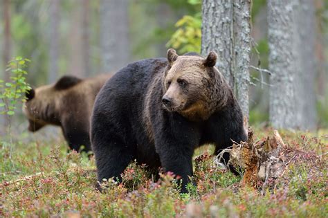 The European Brown Bear Get Your Info Here