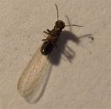 Gnat Vs Termite Pictures