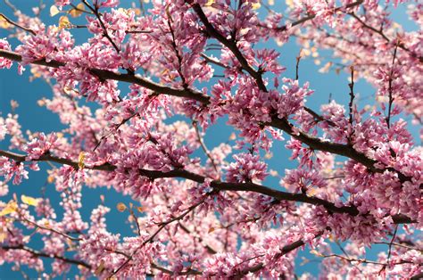 Pink Blossom Branches 4k Ultra Hd Wallpaper Background Image