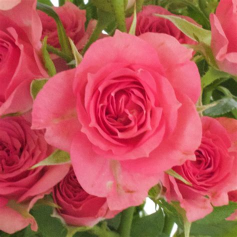 Super Mini Hot Pink Spray Rose Diy Wedding Rose Fiftyflowers