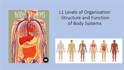 Y7 L1 Levels Of Organisation Structure And Function Of Body Systems
