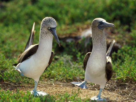 Blue Footed Booby Wallpaper Hd Download