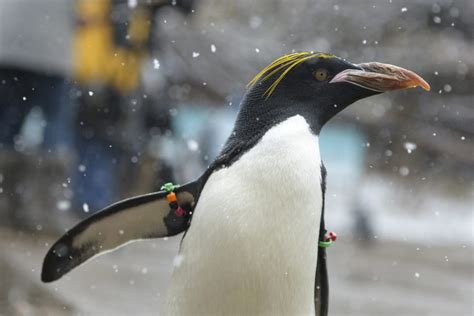 Penguins Parade Around Pittsburgh Zoo The Pitt News