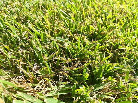 Six Types Of Grass For Florida Lawns With Photos