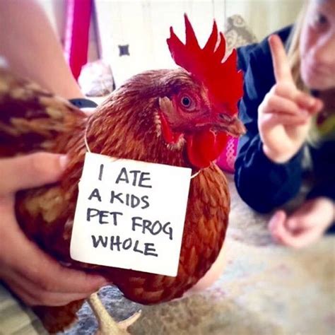 Cheezburger Image 9160695040 Funny Chicken Memes Chicken Humor