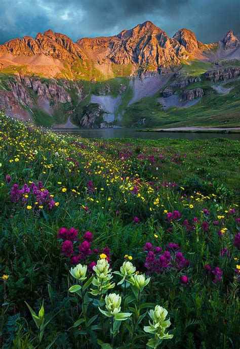 Wildflowers In Clear Lake Basin Rocky Mountains Colorado Summer
