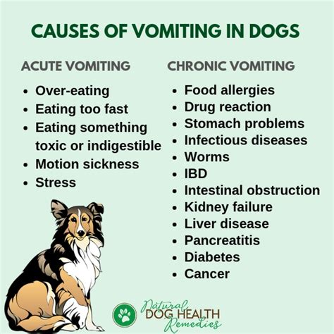 Causes Of Vomiting In Dogs Caring For A Vomiting Dog