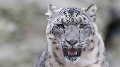 Snow Leopard Cat Predator Fangs 1080p Background