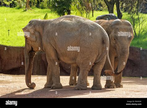 The Asian Elephant Or Asiatic Elephant Elephas Maximus Is The Only