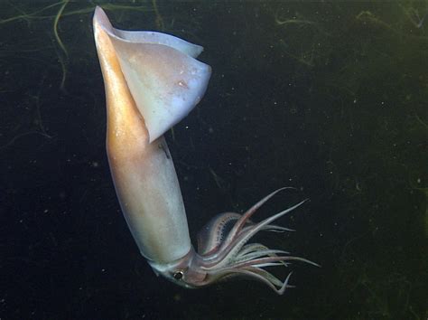 Deep Sea Squid Communicate With Glowing Skin Npr A Humboldt Squid
