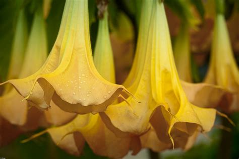 Check spelling or type a new query. Giant upside-down trumpet flowers | Like squash blossoms ...