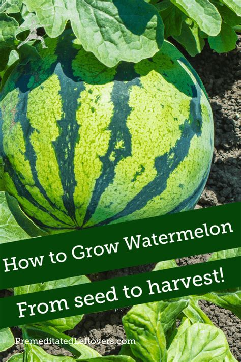 Growing Watermelon From Seed Watermelon Vines Watermelon Plant How