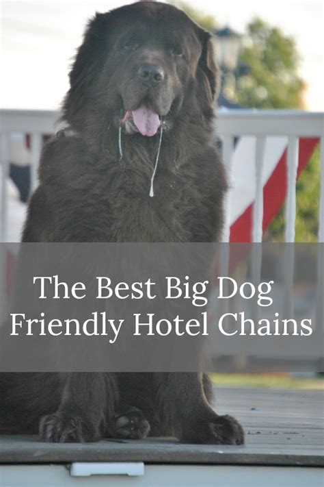Each state has town lists, state maps and more. The 5 Best Big Dog Friendly Hotel Chains - mybrownnewfies.com