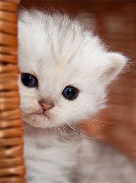 extremely cute kittens [ ] cute kittens