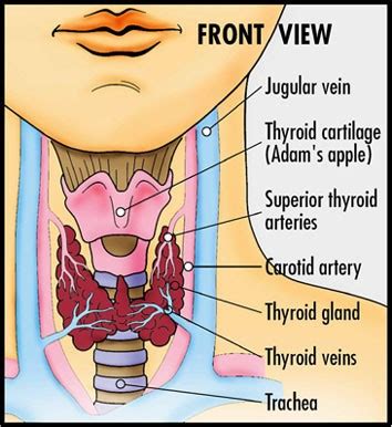 Several surgical options for the thyroid gland depending on the problem. Thyrotoxicosis (Thyroid Storm) - Nursing Crib