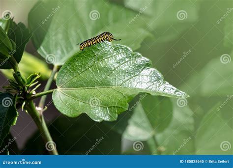 The Big Caterpillar On A Leaf Caterpillars Eating The Leaves Royalty